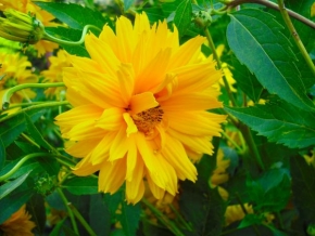 Půvaby květin - Žlutá
