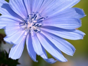Půvaby květin - Modra