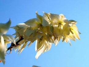 Půvaby květin - Yucca filamentosa