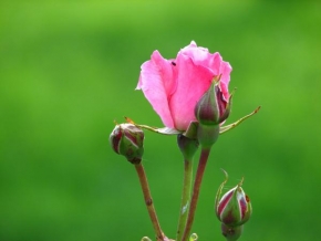 Půvaby květin - Půvab růže