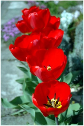 Půvaby květin - Tulipány