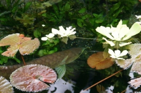 Půvaby květin - Vodní rostliny
