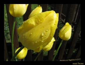 Půvaby květin - Tulipan po desti