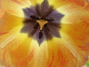 Půvaby květin - Krása tulipánů 2