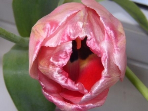 Půvaby květin - Krása tulipánů 3