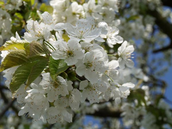 Třešeň - Prunus