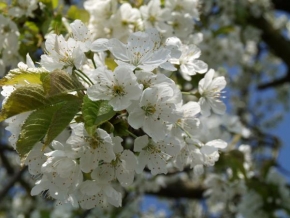 Půvaby květin - Třešeň - Prunus
