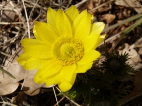Půvaby květin - Hlaváček jarní - Adonis vernalis