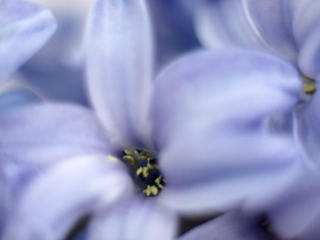 Půvaby květin - Hyacint