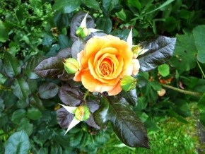 Půvaby květin - Růže po dešti