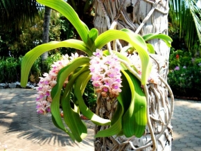 Půvaby květin - Bílá Orchidej