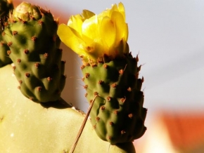 Půvaby květin - Kaktusáček