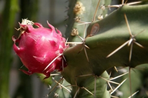 Půvaby květin - červený kaktusáček