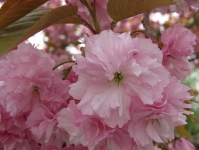 Půvaby květin - Růžové jaro