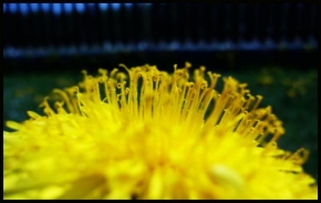 Půvaby květin - Fotograf roku - junior - Žlutá