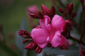 Půvaby květin - Poupata oleandru