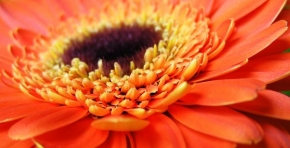 Půvaby květin - Chryzantena