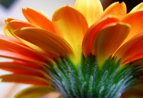 Půvaby květin - Chryzantena2