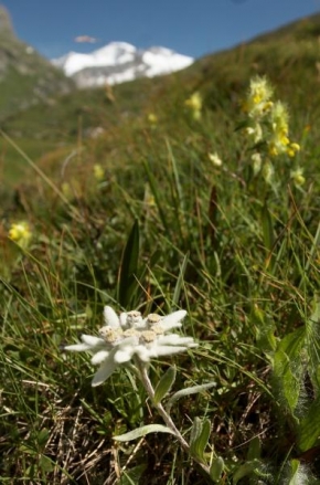 Půvaby květin - Edelweiss