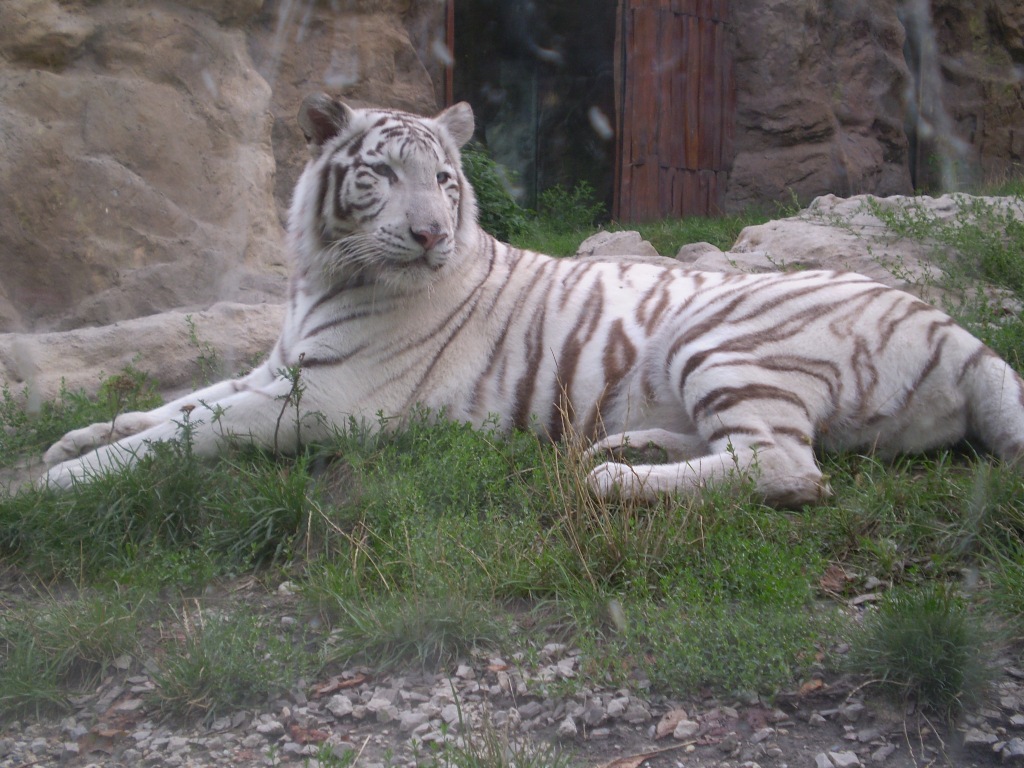 Biely tiger