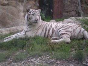 Fotograf roku na cestách 2009 - Biely tiger