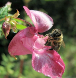 Fotograf roku v přírodě 2009 - Včela vyplazující jazyk