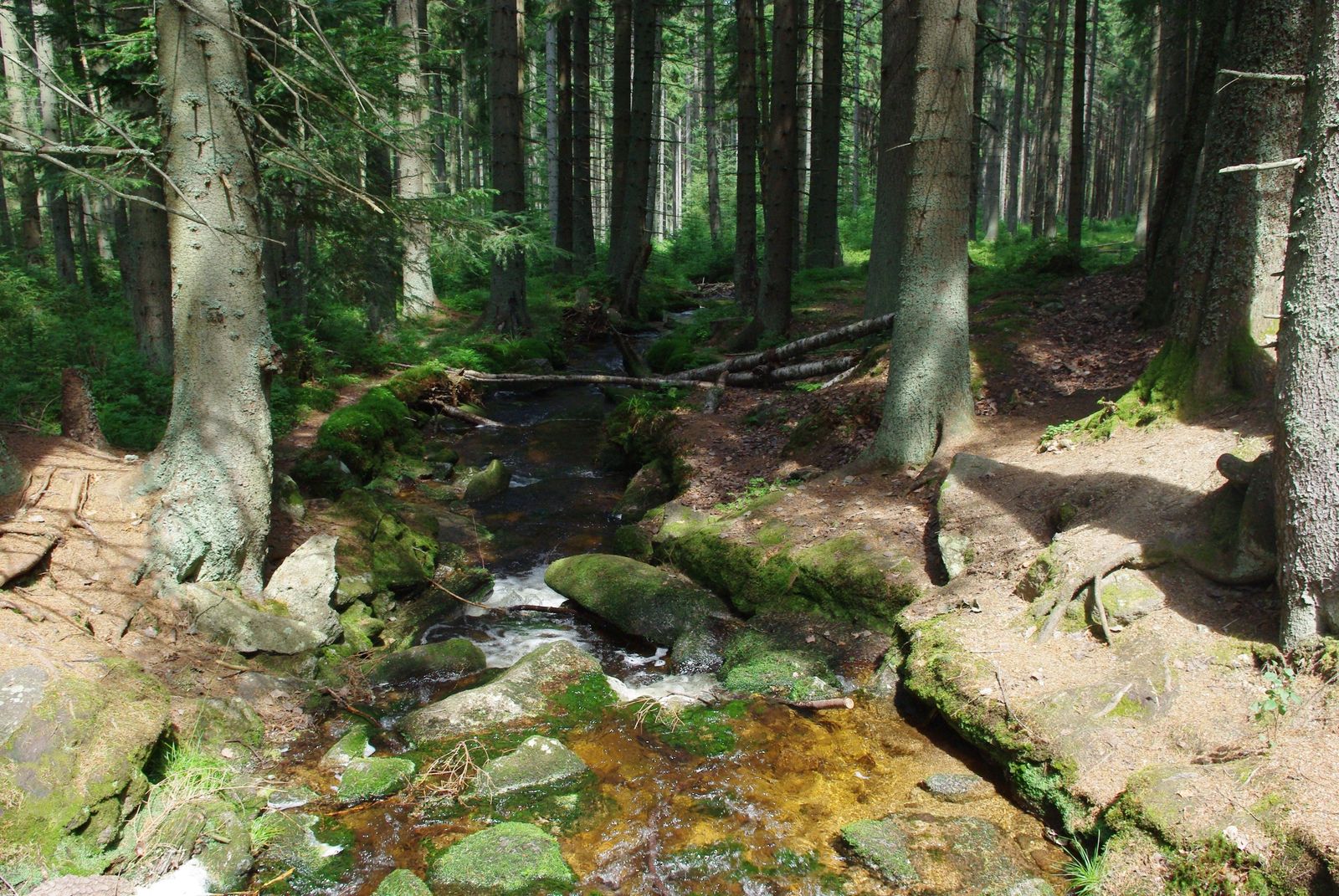 Potok v lese