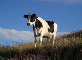 Úlovky z dovolené - New Zealand - Krava