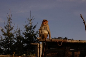 Úlovky z dovolené - Opička