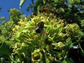 Krásy krajiny - Včely na zahradě