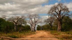 Krásy krajiny - Lahvovými stromy lemovaná cesta - Baobab v Zambii