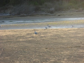 Úlovky z dovolené - Ptáci v zálivu