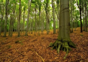 Fotograf roku v přírodě 2009 - Chřibský les