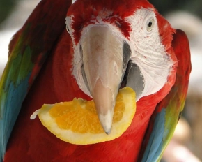 Svět zvířat - Papoušek