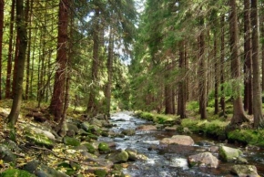 Krásy české a slovenské krajiny - Potok uprostred lesa