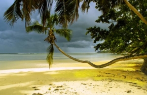 Úlovky z dovolené - Palma na Anse royal /seychelles/
