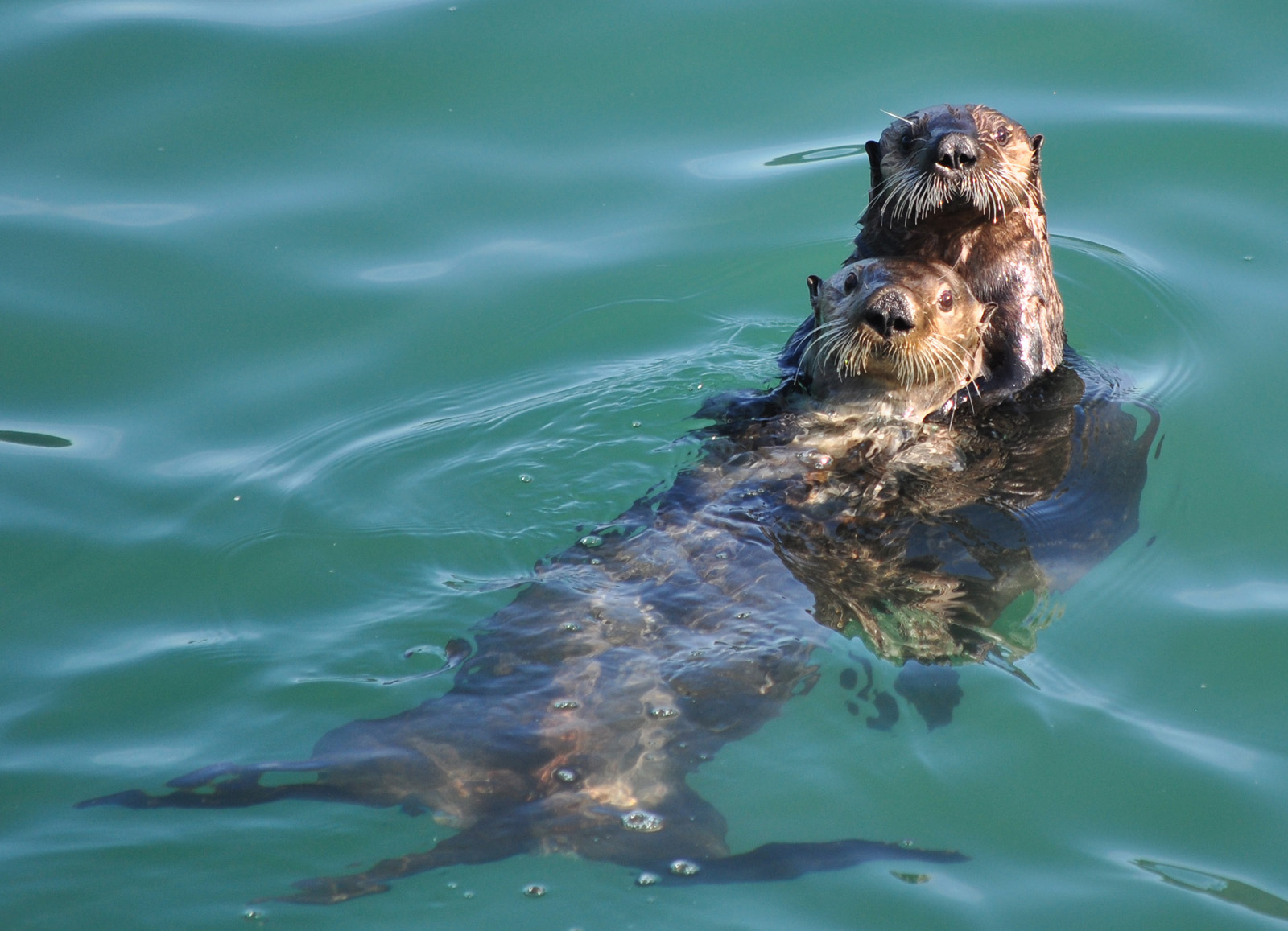 Vydra mořská- matka a mládě - Alaska