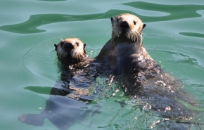 Svět zvířat - Vydra mořská- matka a mládě 2 - Alaska