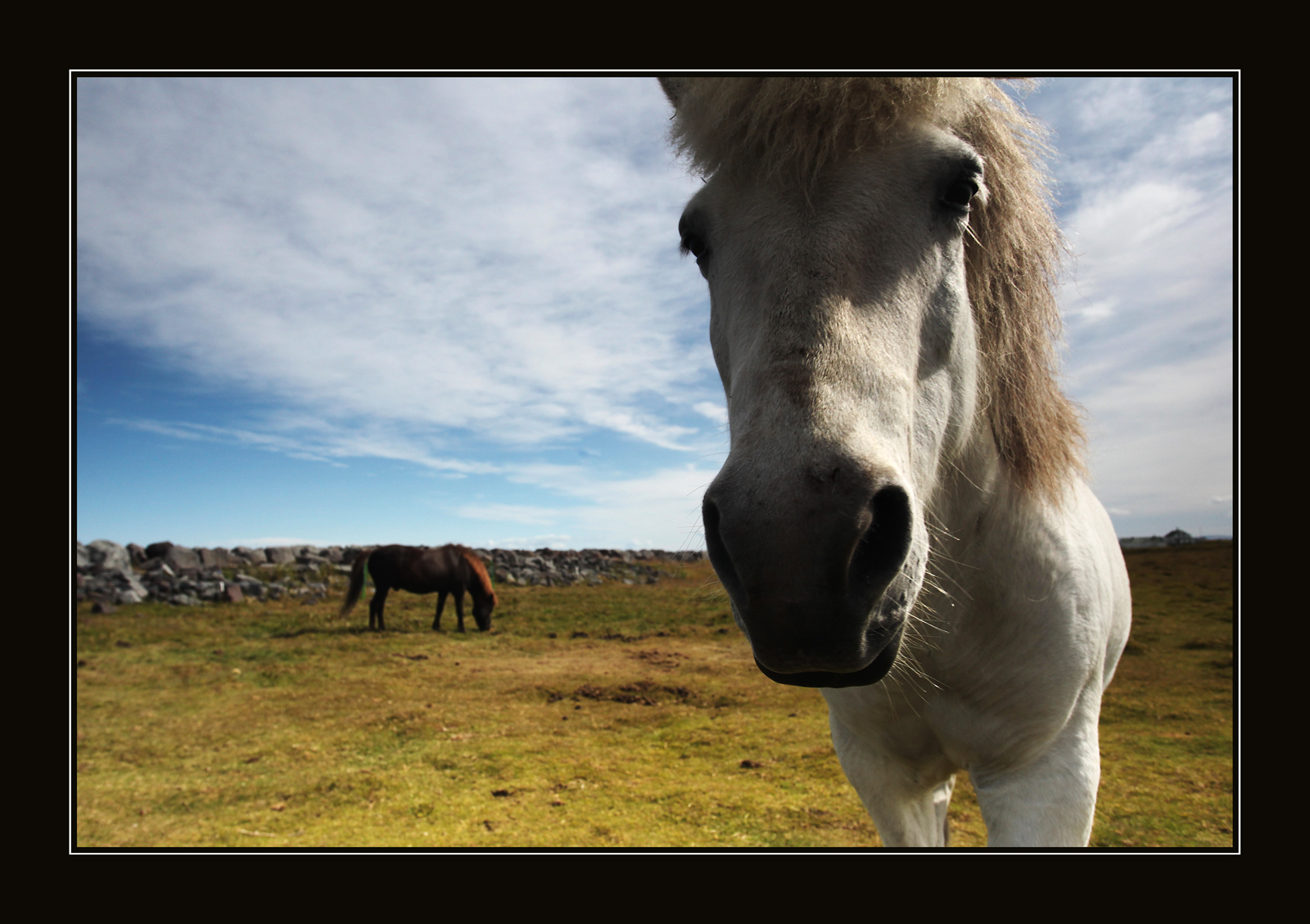 Islandský kůň