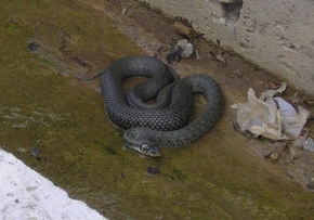 Svět zvířat - Had