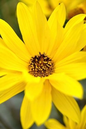 Život květin - Yellow One
