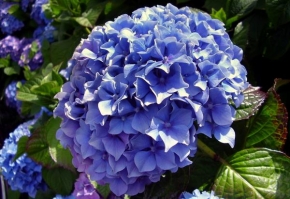 Život květin - Modrá hortenzie