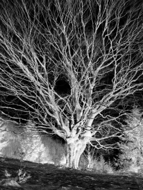 Černobílá poezie - Strom
