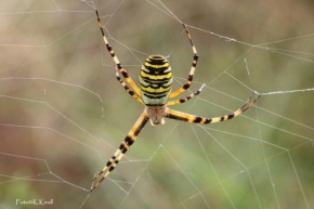 Fotograf roku v přírodě 2010 - Křižák pruhovaný na pavučině