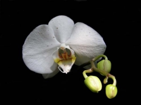 Život květin - Orchidej