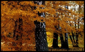 Fotograf roku v přírodě 2010 - Podzim