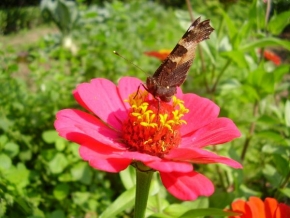 Fotograf roku v přírodě 2010 - Motýlek