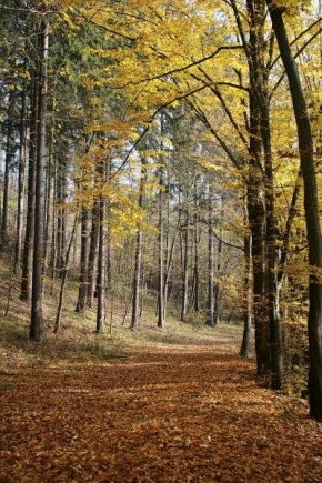 Místo, které nejraději fotografuji - Podzimní cesta