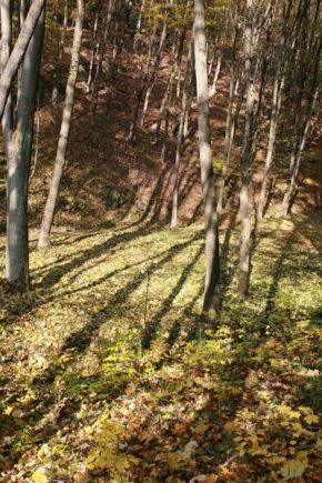 Místo, které nejraději fotografuji - Stínový les