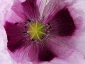 Petra Hejnová - Květ máku
